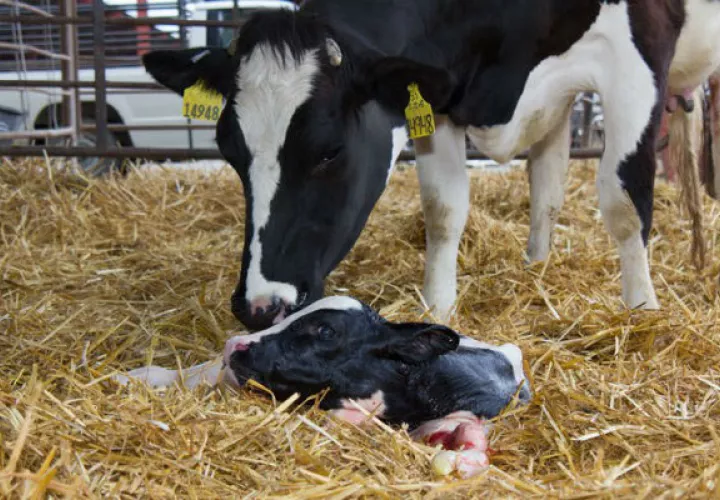El estudio sobre que las altas temperaturas reducen la fertilidad de las vacas lo hizo la Universidad Autónoma de México.