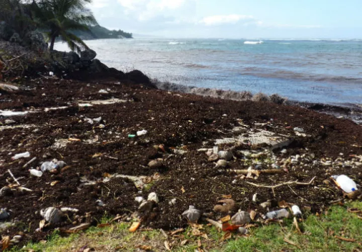 Varios pescadores descargan en un muelle el pescado que han capturado en una zona en el este de Barbados. FOTO/EFE