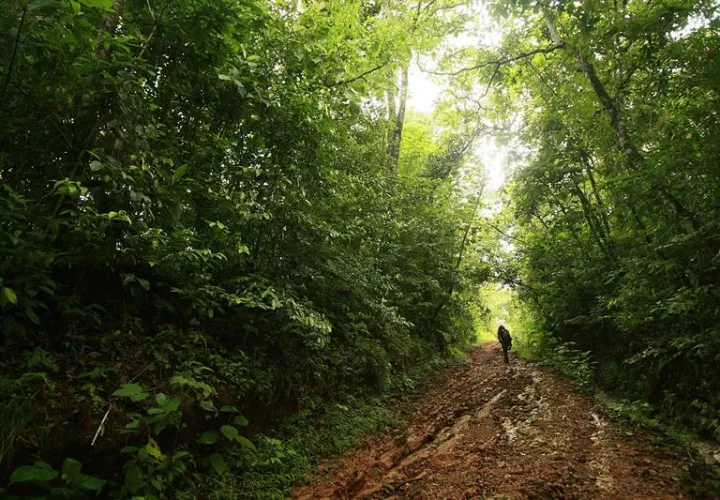 Una parte del bosque tropical del parque La Cangreja es visto en esa reserva ubicada a 80 kilómetros de San José (Costa Rica).