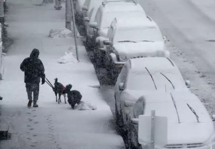 Un hombre pasea sus perros ante autos cubiertos de nieve. Foto: AP.