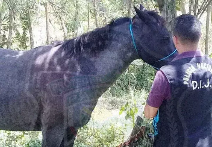 El animal no presentaba heridas o algún rasgo de maltrato / Foto @protegeryservir.