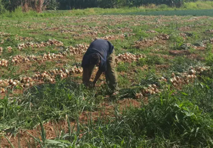 Desde diciembre ellos vienen trabajando en la cebolla. Foto: Elena Valdez.