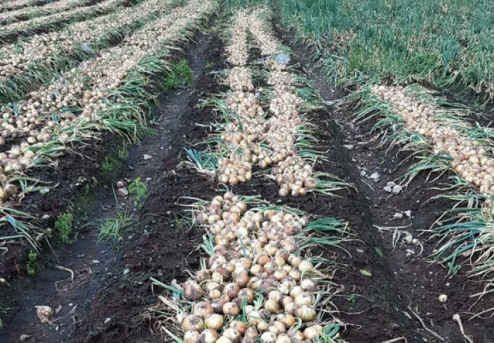 incumplimiento, protesta, productores, cebolla