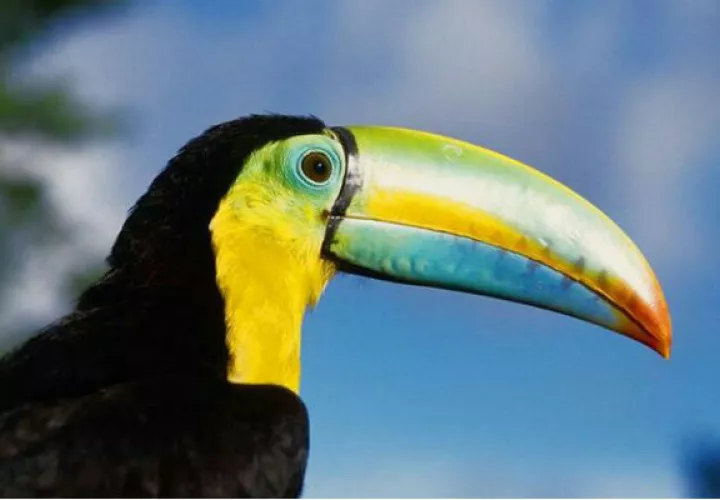 160 países los que estarán contando la  mayor cantidad de especies