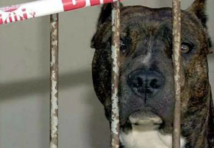 Un pit Bull de seis meses encerrado en una perrera municipal por atacar a su dueña. Foto: EFE