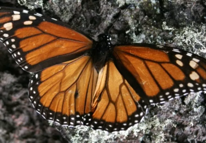 Actualmente se tienen nueve colonias de mariposa monarca entre los diferentes santuarios que dan cobijo al invertebrado. FOTO/EFE