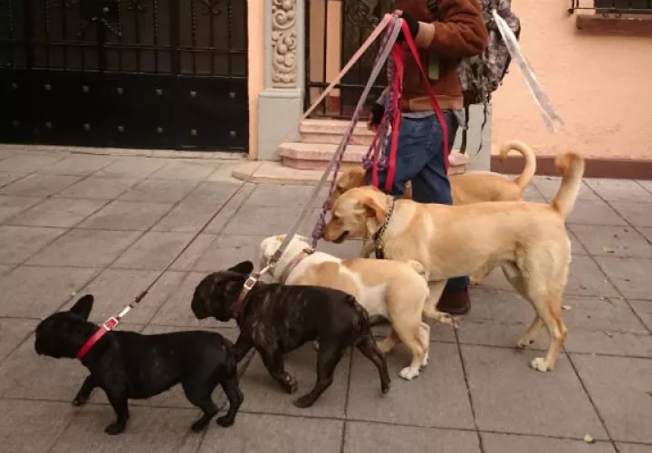 Un joven pasea un grupo de perros en Ciudad de México. FOTO/EFE