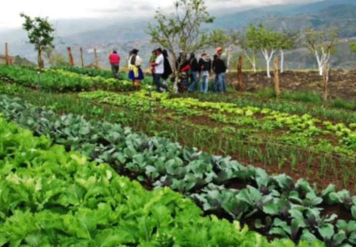 El organismo internacional asegura que puede mejorar la producción mundial. Cortesía
