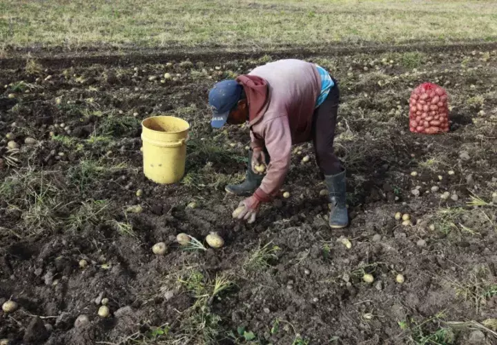 Arroz, maíz y cebolla son los productos que más se importan. Archivo