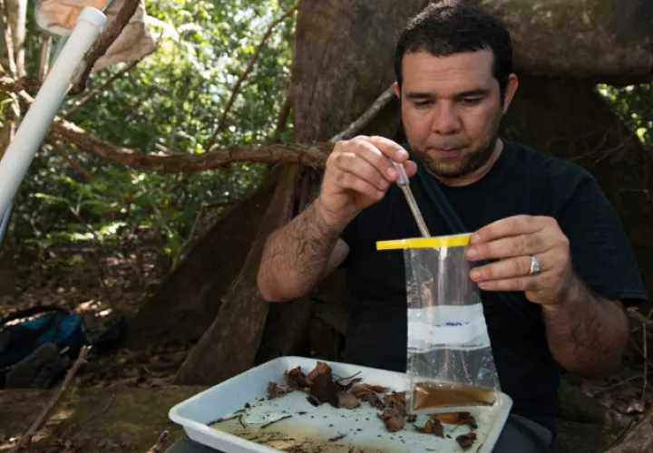 José Loaiza, investigador. Cortesía: STRI