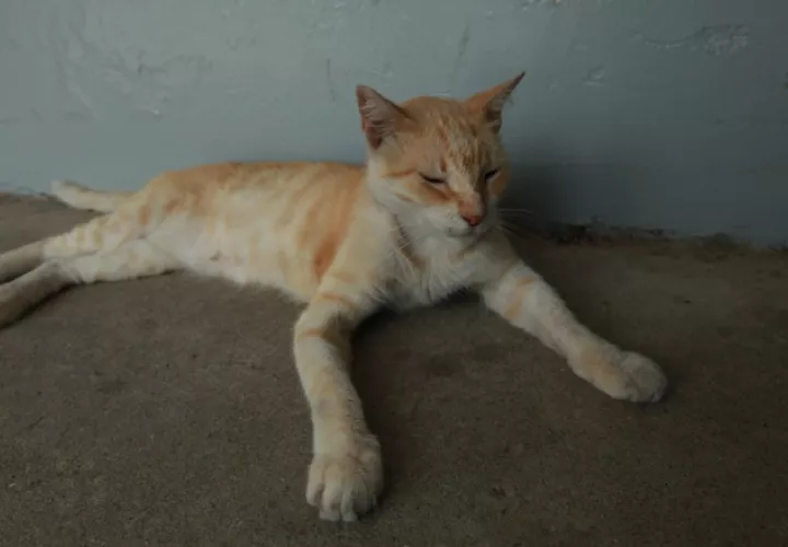 La pequeña felina tiene tan buen carácter que se deja acariciar de todos. De hecho tres fanáticos han intentado llevársela.