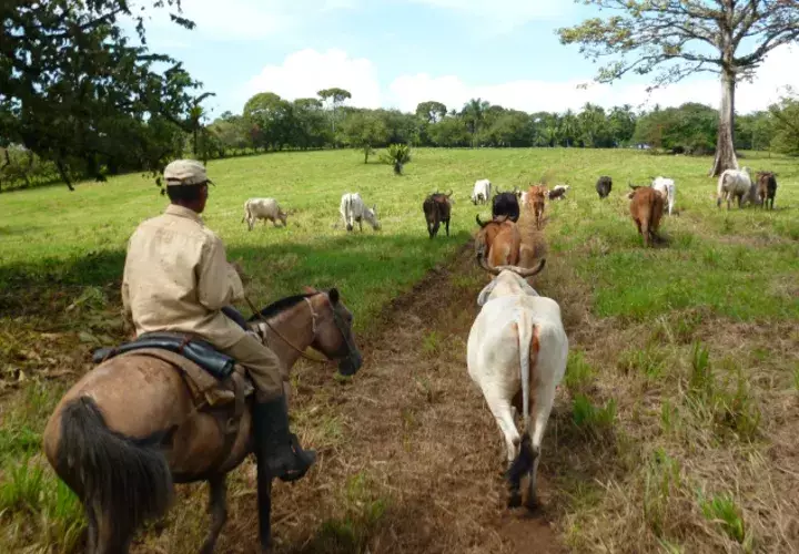La comercialización de la  carne bovina, porcina y avícola se puede ver afectada si los médicos veterinarios cumplen con estar presentes en el proceso de sacrificio. Archivo