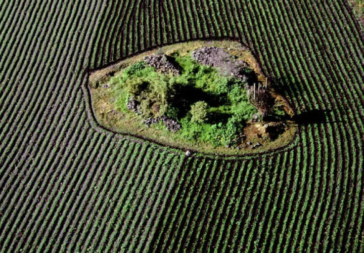 Campo de siembra en el estado de Morelos (México). FOTO/EFE