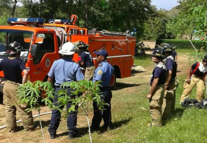 Se ha reportado presencia de las abejas en toda la provincia. Foto: Thays Domínguez.