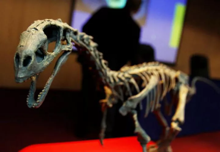 El esqueleto fósil del dinosaurio Chilesaurus diegosuarezi, Foto: EFE