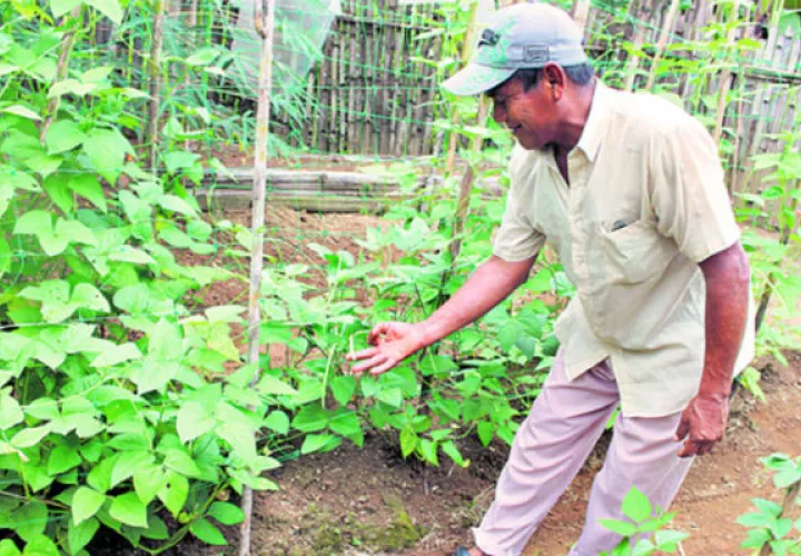 El proyecto busca crear más espacios verdes en el país. Archivo