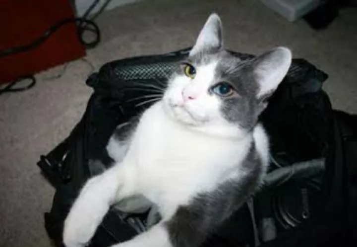Es el segundo gato atrapado en dos semanas en una cárcel tica.