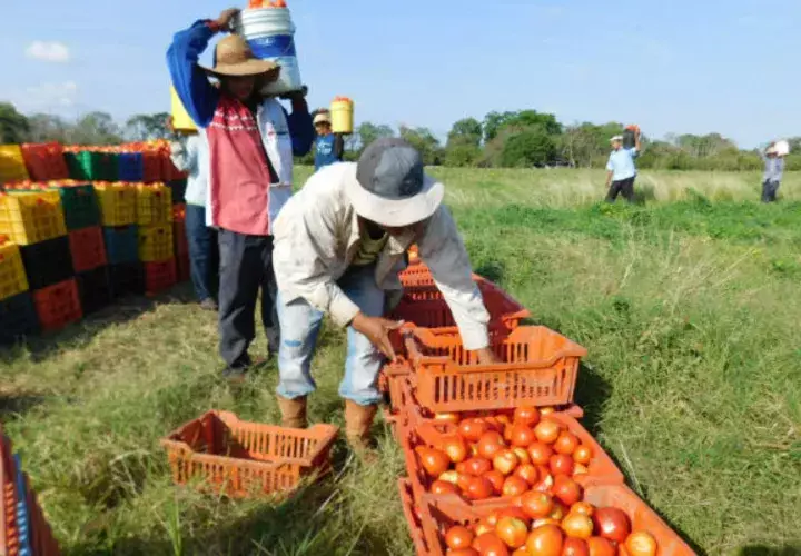 La producción de tomate más afectada es la de Tonosí.Foto: Zenaida Vásquez