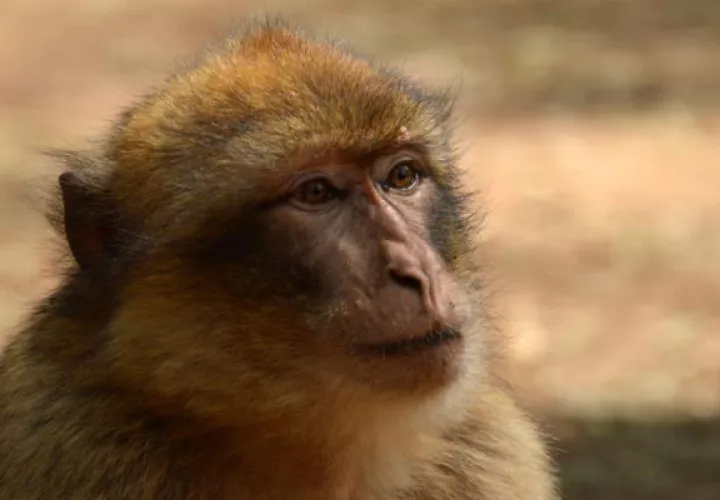 Ante los desarreglos alimentos de los macacos se ve disminuida su esperanza de vida: Foto: EFE