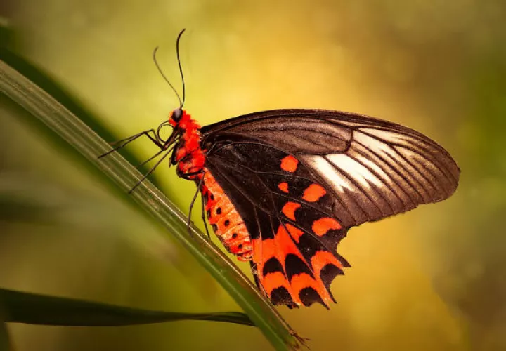 Hermosura que embellece el mundo. Foto: Pixabay.