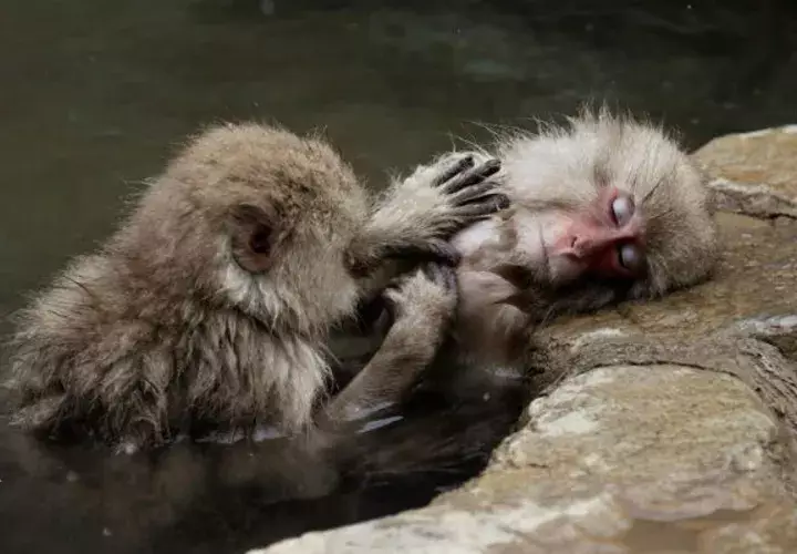 Los monos de nieve japonenses disfrutan de largos baños en aguas termales. Foto: EFE