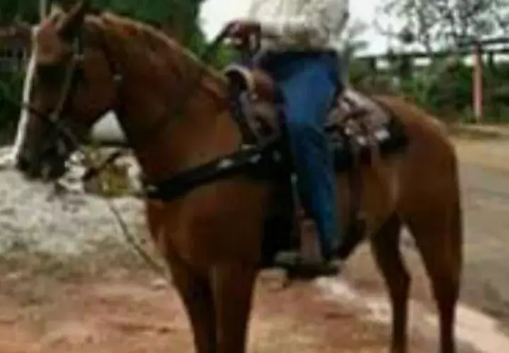La yegua que está preñada tiene 10 años. 