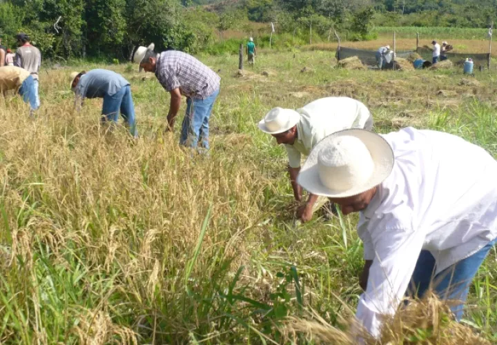 En Panamá, el consumo anual per cápita de arroz blanco se calcula en unas 154.32 libras. /Foto Archivo