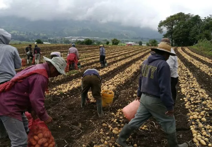 Productores se han visto afectados por importaciones. Cortesía