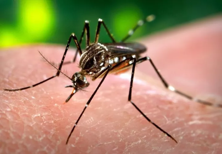 Minsa registra  mil 285 casos de dengue en Panamá. 