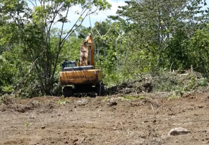 Actualmente la empresa Banapiña de Panamá, trabaja en la adecuación de los terrenos en 970 hectáreas de las 4 mil que tiene programada trabajar. foto/José Vásquez