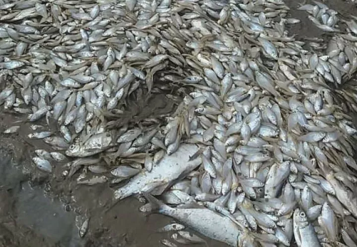 La muerte de cientos de peces. Foto: Mayra Madrid. 