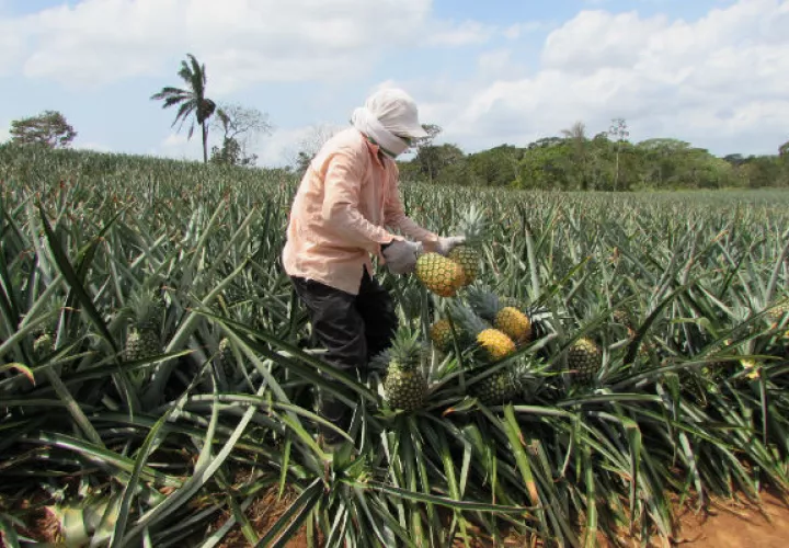 Un productor de piña, en su labor. Foto: Eric Ariel Montenegro.  