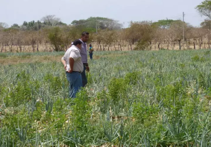 El ISA indemnizará a los productores que aseguraron su cosecha. Foto: Thays Domínguez. 