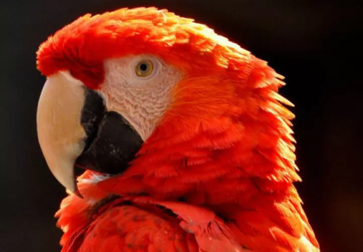 Un ejemplar de guacamaya, en ciudad de México. Foto: EFE 