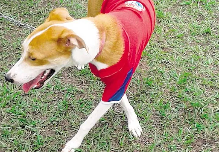 Esta perrita ‘sonríe’ feliz. La dieron en adopción. Recibirá mimos. /Foto Cortesía.