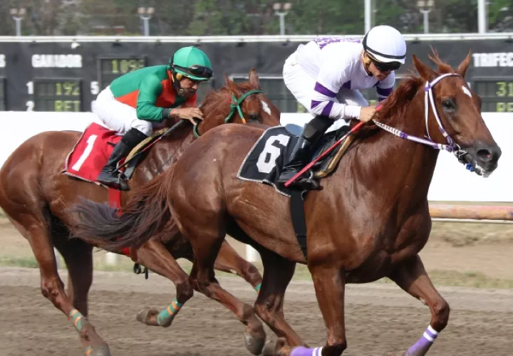 Tigre Mono será el único ejemplar panameño en la competencia. Cortesía