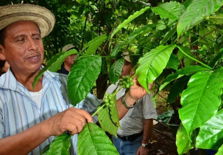 Los caficultores de esta región pretenden introducir al mercado la marca Cuencafé. Foto Eric Montenegro