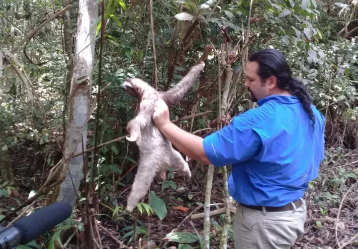 Esta es la forma correcta en que se deben agarrar estos animales en caso de encontrarse con alguno. /Fotos María victoria Rivera  