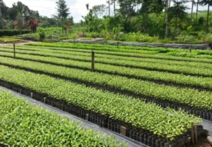 Plantas representan riesgo  EFE