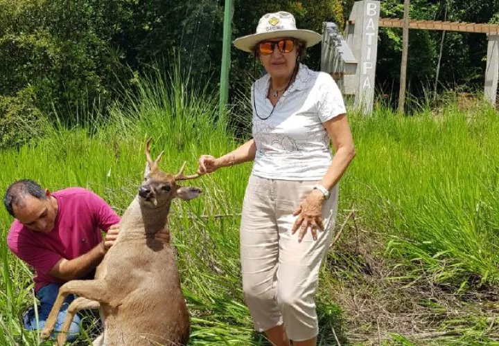 Intentan socorrer a animal atropellado. /Foto Cortesía