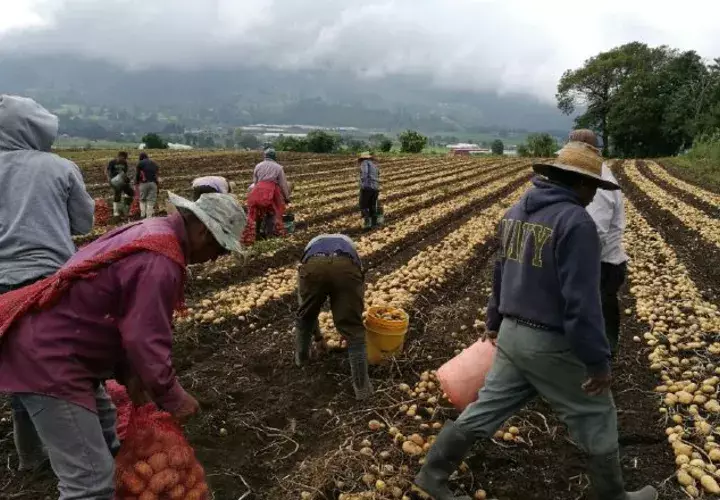 En riesgo  el patrimonio de productores ante las importaciones en el país. Archivo
