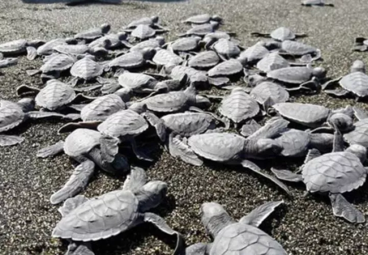 Tortugas liberadas. Foto: Fundación Agua y Tierra.