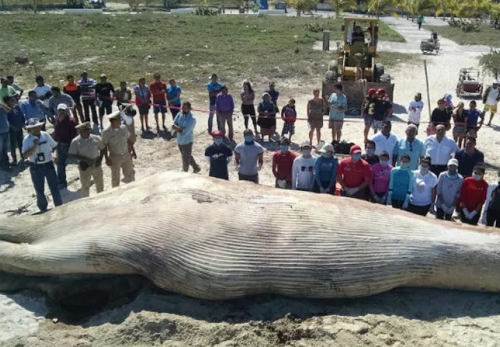 Ballena varada en Progreso, Yucatán. Foto: EFE.