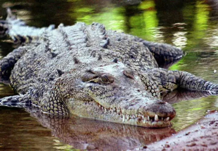 El animal emergió del lago y arrastró al pastor. FOTO/EFE