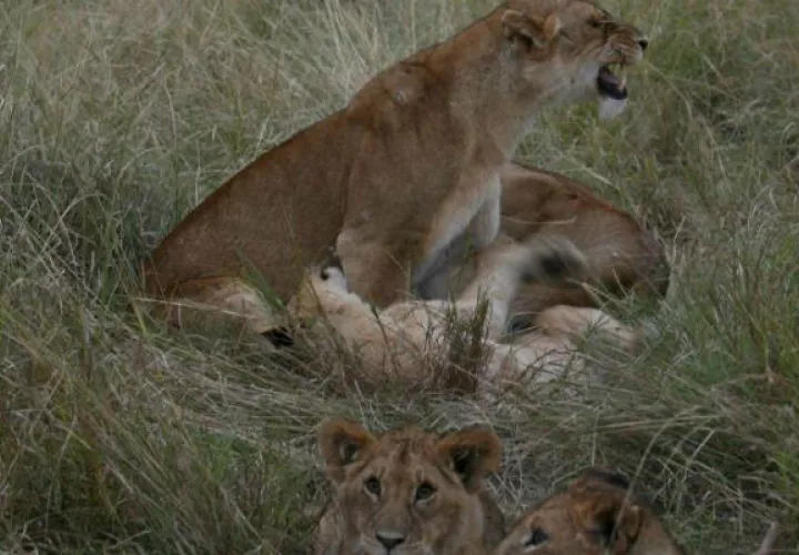 Leones en la reserva Masai Mara. Foto: EFE