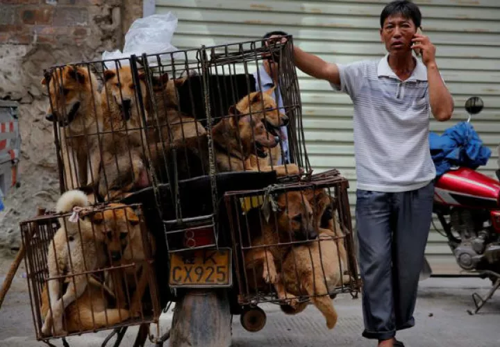 Un comerciante espera a sus clientes junto a varias perros metidos en jaulas. Foto: EFE 