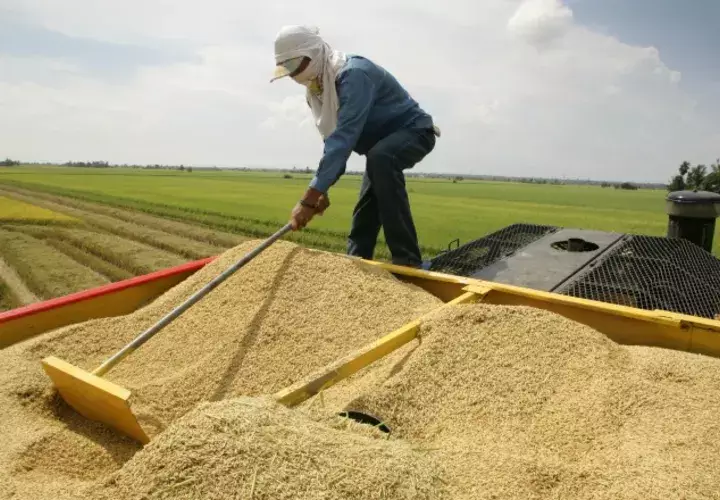 El sector agropecuario genera un 14.5% de empleo en el país. /Foto Archivo