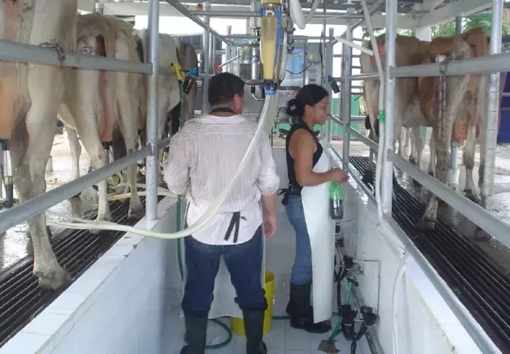 Varias empresas les han notificado de la disminución en el precio del litro de leche y se pueden sumar otras más en los próximos días. /Foto Archivo
