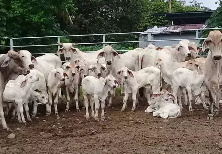 Cuando un animal es sacrificado por brucelosis se informa al Minsa para que se lleve un registro.  Fotos: José Vásquez
