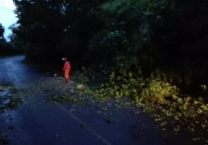 Se reportan caídas de árboles